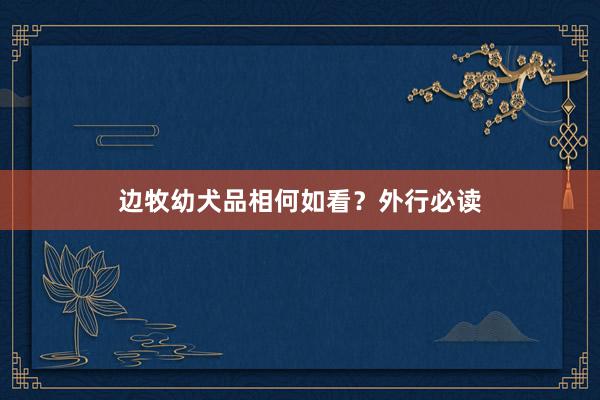 边牧幼犬品相何如看？外行必读